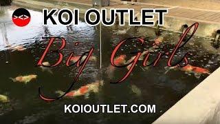 Welcome to Koi Outlet