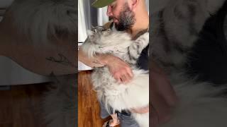 Our boy cat Vs our girl cat (yes, Cloud is a boy ) #cat #kitten #pet #catdad #catlife #gato #katze