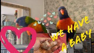 Aiko And Famiko Lorikeet Have A Baby