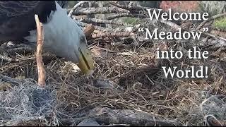 Baby Eaglet Hatch #2 | Eagle Country Bald Eagles