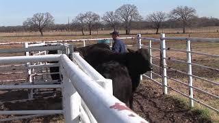 Jason Banta - Beef Cattle Management - Effective Cattle Handling