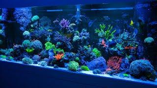 Felix' Stunning Mixed Reef