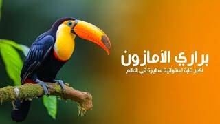 براري الأمازون أكبر غابة إستوائية مطيرة في العالم | كويست عربية Quest Arabiya