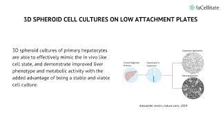 Primary hepatocyte cell culture