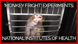 'Monkey Fright' Experiments at the National Institutes of Health: A PETA Investigation