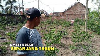 BUDIDAYA BONSAI SANCANG SKALA BESAR