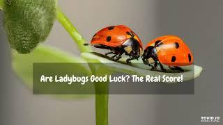 Are Ladybugs Good Luck? The Real Score!