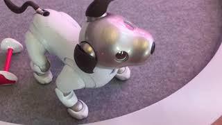 Aibo ERS-1000 at Sony Square NYC