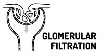 GLOMERULAR FILTRATION made easy!!