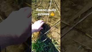 Как поймать рыбу руками  Чуть удержал #shorts