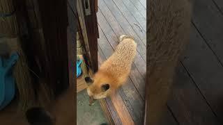 Ли Сяо / Alice the Fox Лиса Алиса (Алиса боится щетку!)