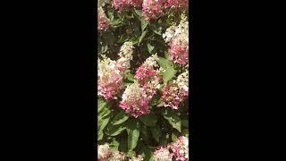 PINKY WINKY® HYDRANGEA | www.gardencrossings.com