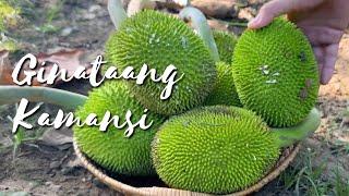 Harvesting kamansi and turning it into a delicious savory meal | Kusinela