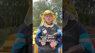 Нюансы пчеловодства. Борьба с варроной.