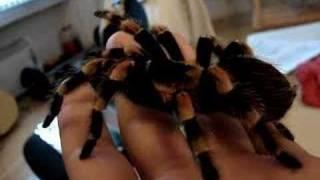 Brachypelma Smithy High Rez Close Up