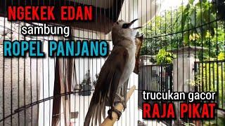 trucukan ropel panjang NGEKEK EDAN buat pancingan trucukan agar bunyi jadikan trucukan gacor sketika