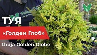 Туя Голден Глоб, ориг  Golden Globe, Зеленый Сад