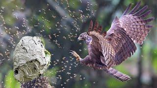 Honey Buzzard is destroying the nests of HUGE hornets, wasps and bees!