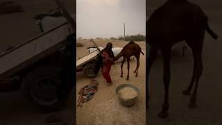 desert life in india #traditional #villagelife #india