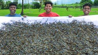 20 MILLON TINY FISH | Ayira Fish Cleaning Adn Coocking | Rare River Fish Recipe | Village Food
