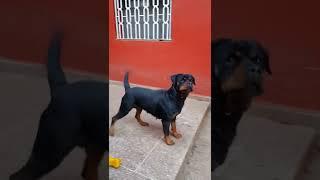 Rottweiler Female ️ ️  Osiss