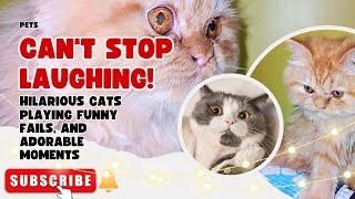 Hilarious Cats Playing, Funny Fails, and Adorable Moments to Make You Smile!