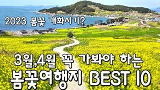 3월 4월 꼭 가봐야 할 봄여행지 10곳- 2024 봄꽃 개화시기는? Korean Spring attractions BEST10- spring flower trip