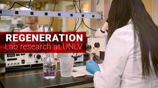 Organ Regeneration Research