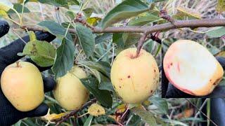 White Sinap Apple Taste Test