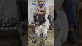 #trkangal #almanya #budybuilding #hollywood #fransa #iran #makedonya #turkey #kanada #kangal