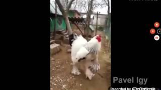 Тест на психику