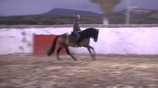 Oscense buckskin PRE Andalusian Stallion For Sale- PRE Selection