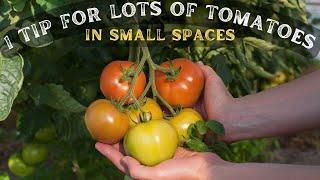 How to grow lots of tomatoes in small space