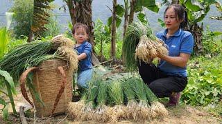 Harvest Green Onions Goes To Market Sell - Cooking, Daily life - Lý Phúc An