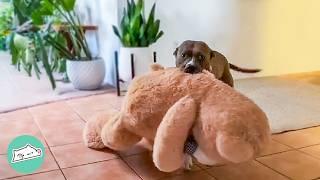 Pit Bull Can't Sleep Without Her Favourite Plushie | Cuddle Buddies