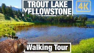 4K Yellowstone Walks - Trout Lake Otters and Fish - Yellowstone  - Virtual Walking Trails Treadmill