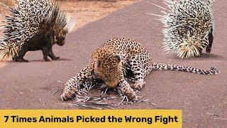 7 Moments When Animals Messed With The Wrong Opponent | Animal Hub