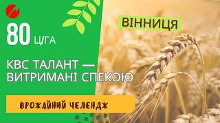 80 ц/га КВС ТАЛАНТ – рекордний урожай у Вінниці попри спеку!  Врожайний челендж 2024