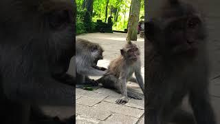  Monkey forest Bali #monkeyforest #bali #trending #viral