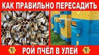 Как правильно пересадить рой пчёл в улей.