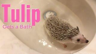 Tulip Gets a Bath | Our Life Vlogged 21