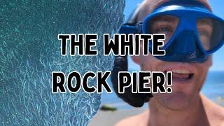 The Best Snorkeling Near Vancouver, BC?! #whiterock #pointroberts