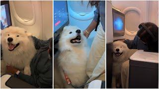 OMG my dog flew in Business class for the first time!!!!