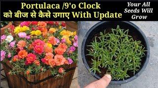 Portulaca/Moss Rose/9o' Clock From Seeds || How To Grow Moss Rose By Seeds 2021