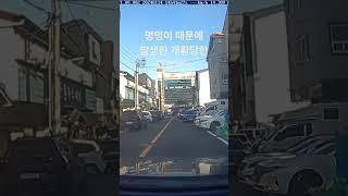 황당한 사고!  멍멍이의 무한질주!          의자를 매달고 달리는 멍멍이!