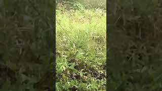 Hunters Trap got the wrong one Japanese Raccoon Dog #viral #short