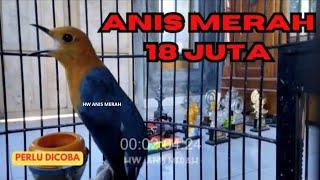 PANCINGAN ANIS MERAH TERBAIK