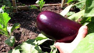 The 2 Keys to Successfully Growing Eggplants: Manage Flea Beetles & Slow and Low Organic Fertilizing