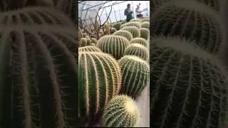#Balloon Cactus..