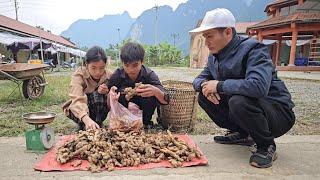 The homeless boy and the poor girl harvest ginger to sell at the market to buy jewelry